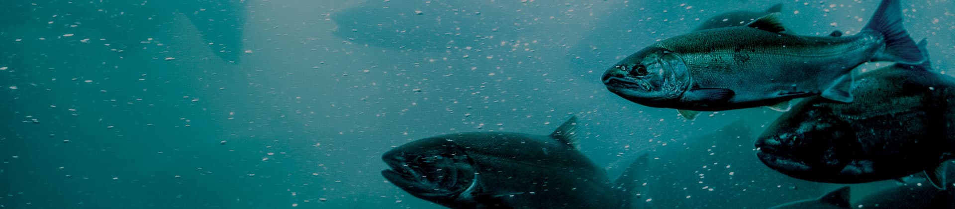 TT-Prometheus-Headers-1920x420-Aquaculture