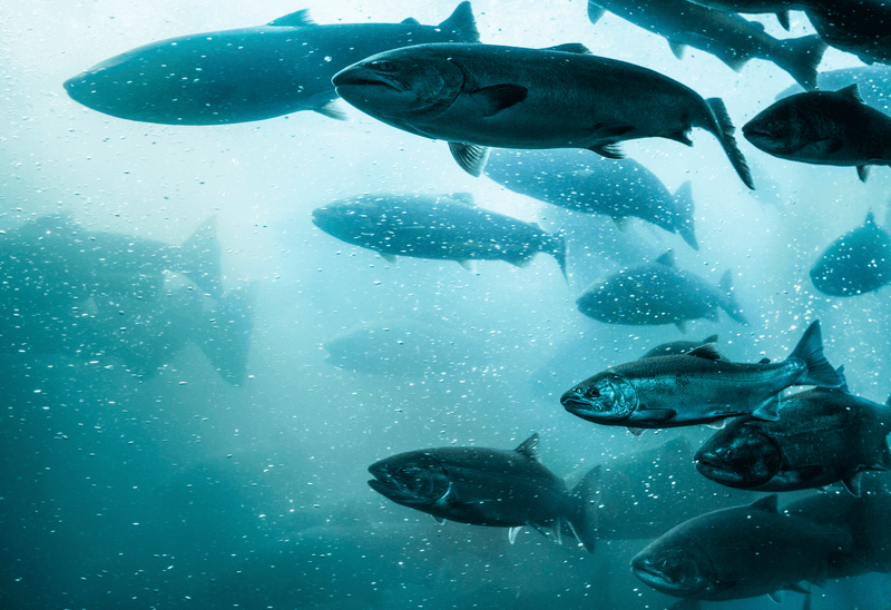 Aquaculture-AO-801x548-00d737b