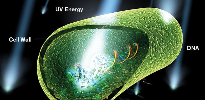 Rendering of UV energy damaging a microorganism's DNA.