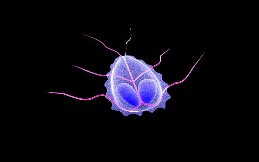 Illustration of giardia